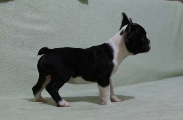 Щенки Французского бульдога питомник в Челябинске фото 3