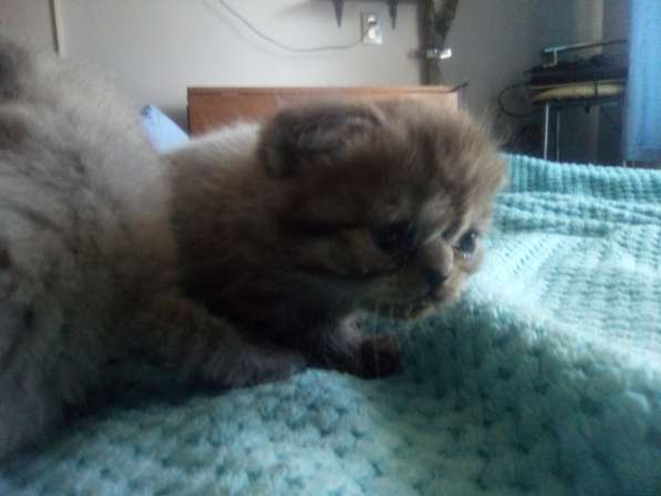 Шотландский денди скоттиш- страйт в Санкт-Петербурге фото 30