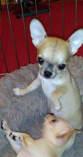 Милые щенки Чихуахуа 2 месяца в Железнодорожном фото 3