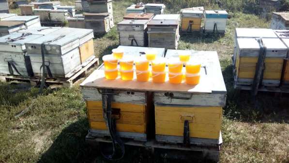 Мёд натуральный в Севастополе фото 3