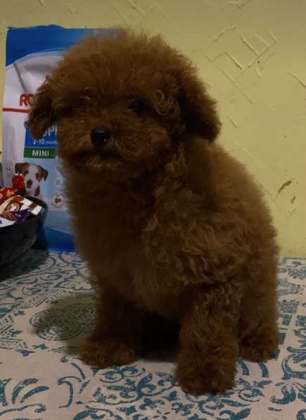 Той пудель. Red в 