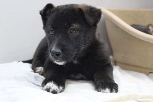 Черный щенок со звездочкой на груди в Санкт-Петербурге фото 29