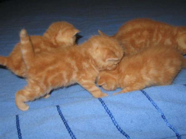 Шотландские котята в фото 15