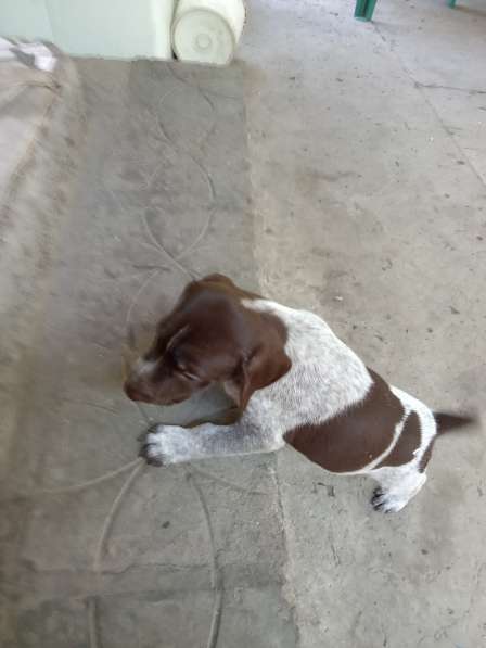 Продаются щенки Курцхаара в Таганроге фото 4