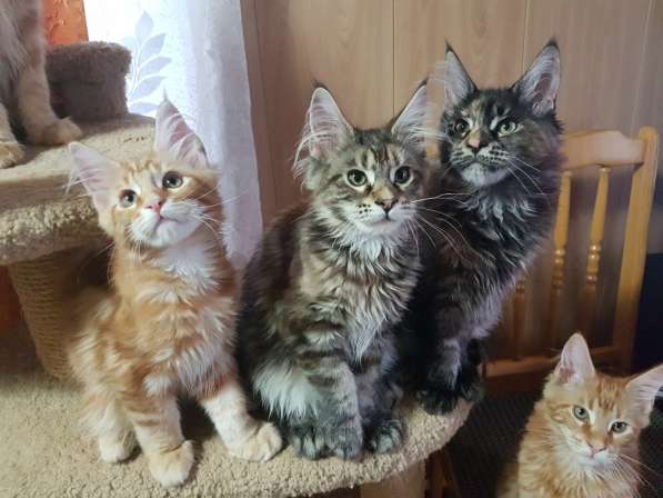 Девочки мейн-кун из питомника в Екатеринбурге фото 22