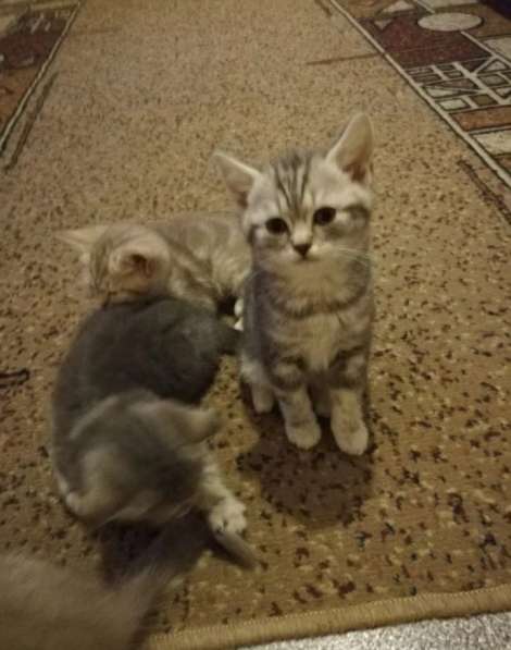 Котята Шотландские! в Балашихе фото 9