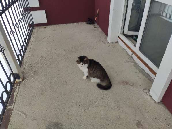 Одинокий котик роскошной внешности ищет дом в Санкт-Петербурге фото 6