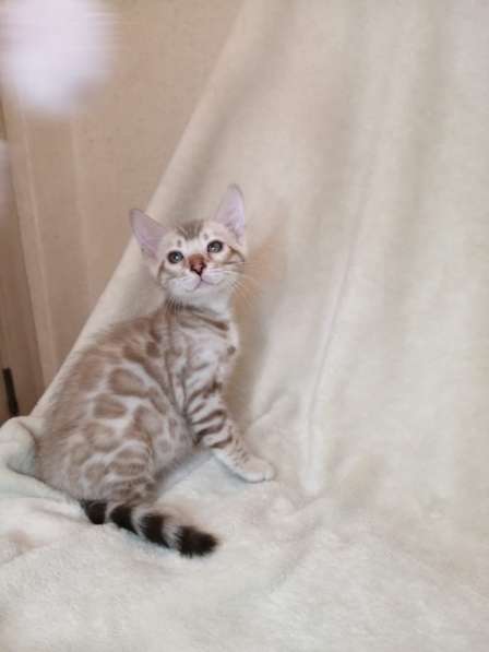 Snow Bengal cat