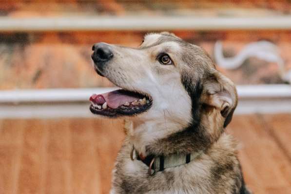 Нежнющий Купер в Москве фото 25