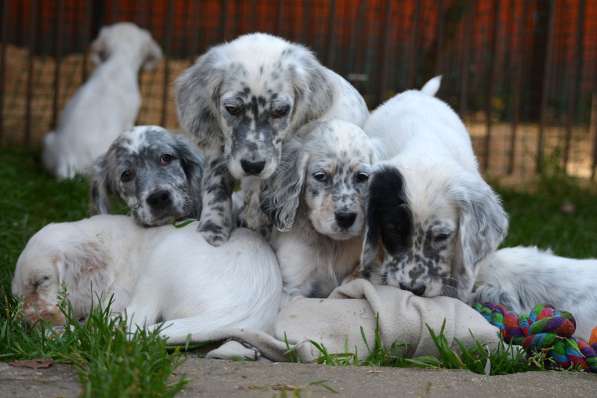 Английский сеттер щенки из элитного питомника в Москве фото 163