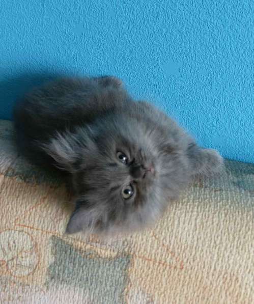 Продам породиствх британских котят в Каменске-Уральском фото 4