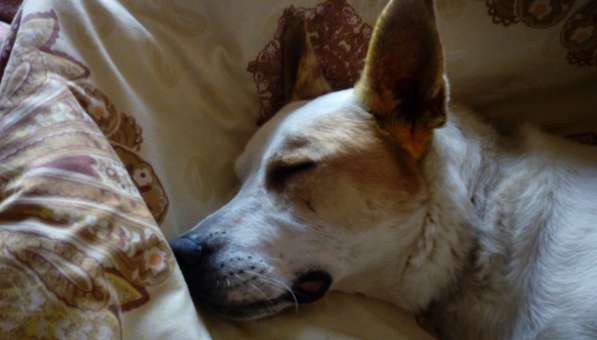 Собаке очень нужен дом в Нижнем Новгороде фото 19