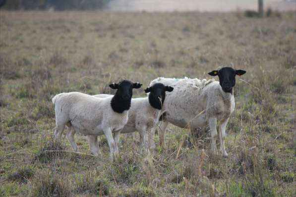 Племенные овцы Дорпер (Скот из Европы класса Элита Рекорд) в фото 4