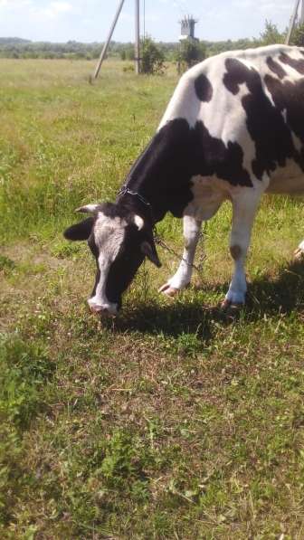 Корова в Пензе