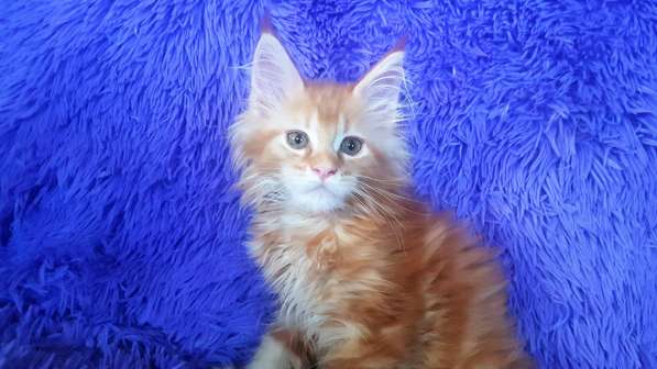 Девочки шоу/брид из питомника Arktur в Екатеринбурге фото 9