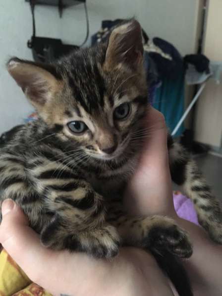 Бенгальские котята❤️ в Перми фото 19