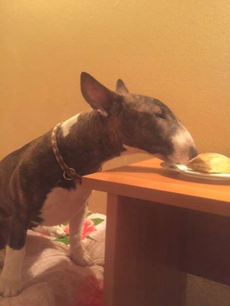 Standard Bullterrier. Female в Санкт-Петербурге фото 8