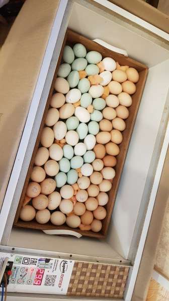 Инкубационное яйцо в Москве фото 10