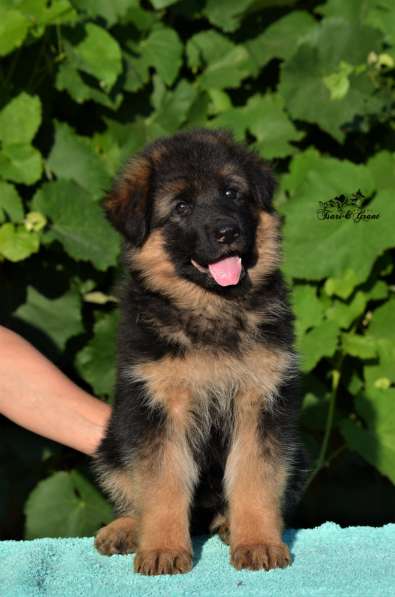 Немецкая овчарка в фото 34