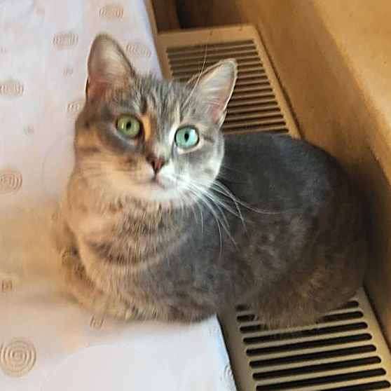 Кошка Валькирия ищет дом в Москве фото 4