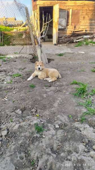 Продаются щенки алабая в фото 14