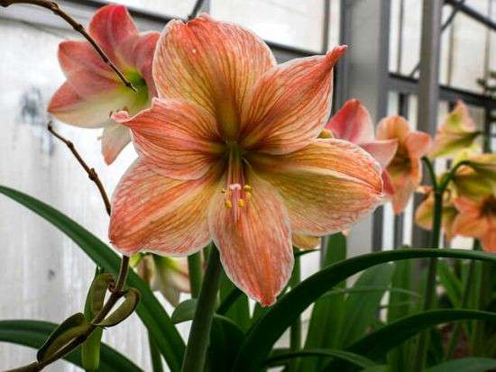 Гипеаструм в фото 4