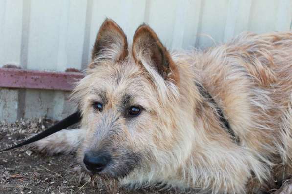 Мила ищет дом и семью! в Москве фото 13