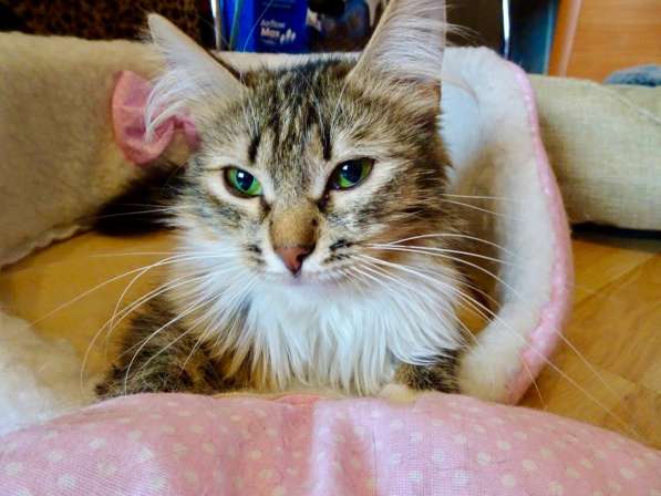 Шикарная пушистая трехцветка Джулия в добрые руки в Москве фото 8