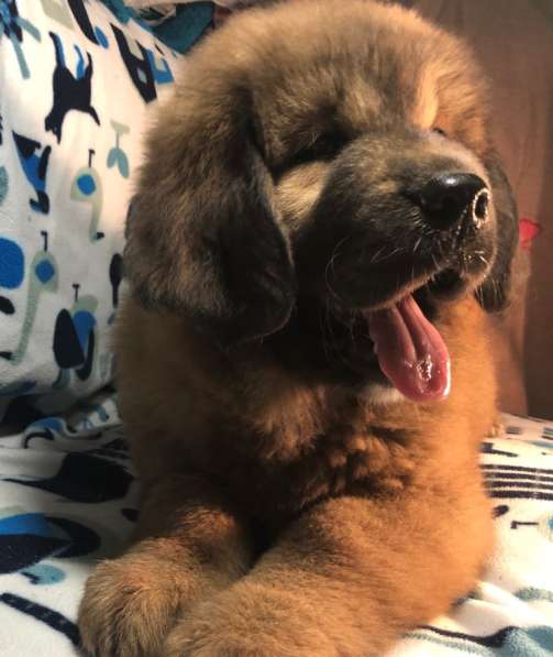 Тибетский мастиф щенки в Твери фото 26