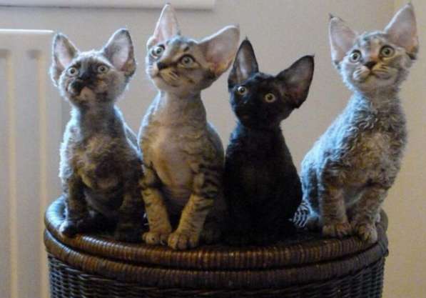 Кудрявые эльфы, каракулевые, элитные котята Девон-Рекс в Санкт-Петербурге фото 44