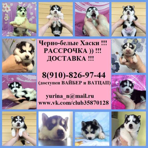 Волшебные черно-белые. голубоглазые и разноглазые щеночки ха в Саратове
