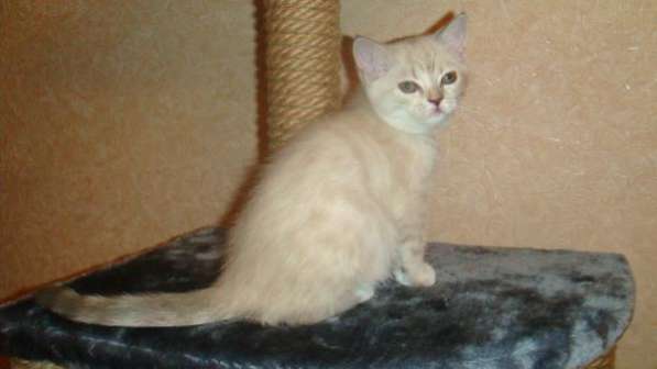 Шотландские котята редких окрасов в Москве фото 6