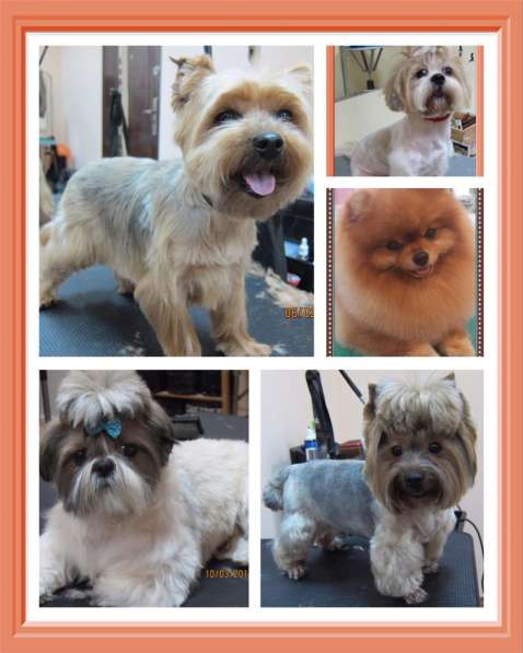 Стрижка собак в Москве фото 11