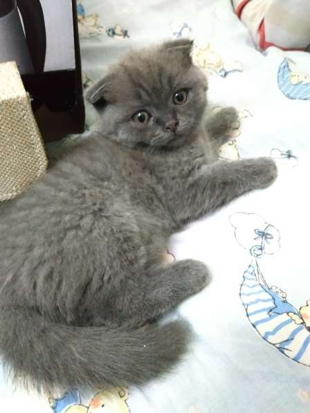 Продаются котята в фото 5