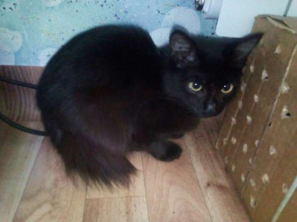 Отдам котенка в добрые руки в Красноярске фото 3