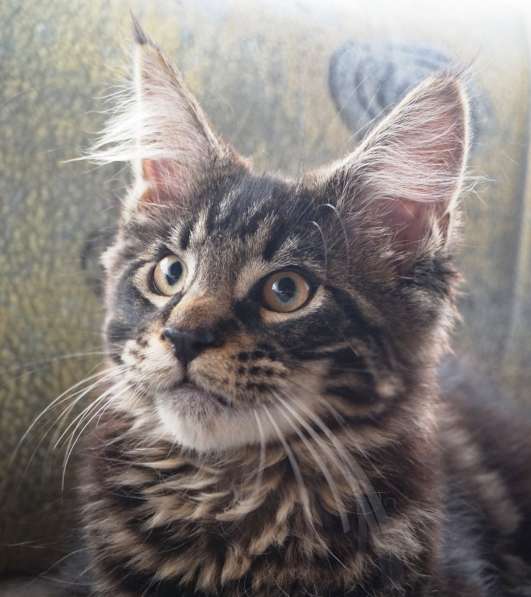 Мальчик Мейн-Кун Черный мрамор в Санкт-Петербурге фото 5