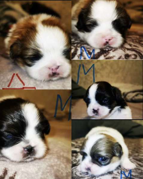 Щенки пекинеса