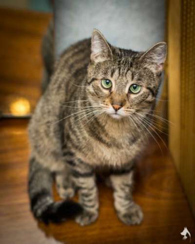 Отдам даром Ищем самого доброго хозяина Мурке в Санкт-Петербурге фото 3