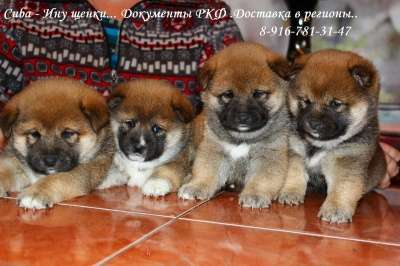 Шиба Ину (маленькая Акита) щенки.. в Белгороде фото 5