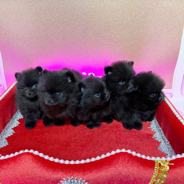 Щенки померанского шпица в Москве фото 6