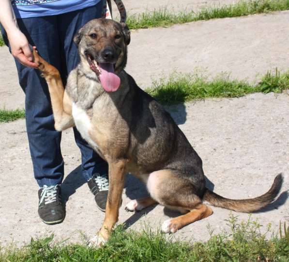 Ласковая, добрая, жизнерадостная, умненькая собака Стеша ище в Москве фото 9