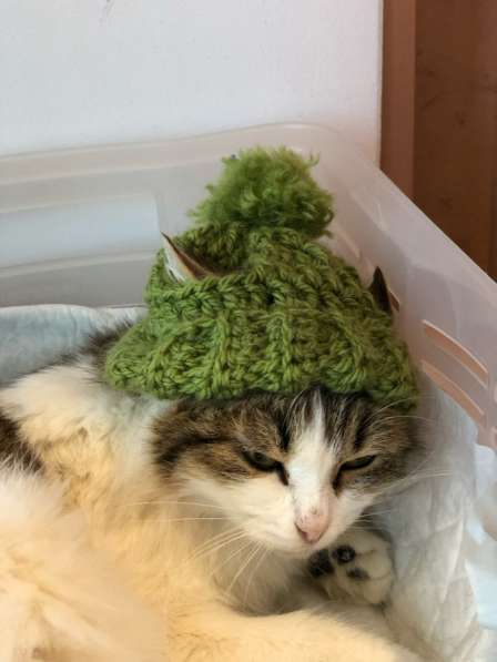 Котенок в добрые руки в Казани