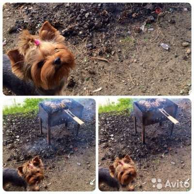 Йорк миник на вязку в Первоуральске фото 4