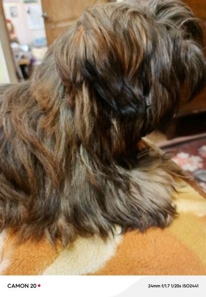 Ши-тцу китайский компаньон в Симферополе