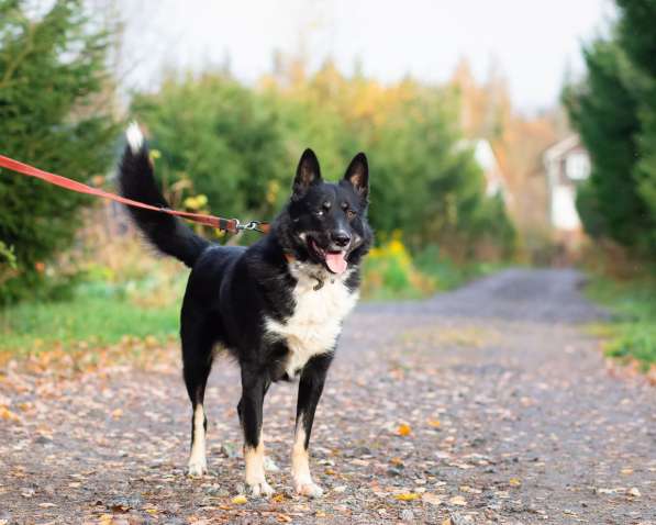 Роскошный молодой пёс в Санкт-Петербурге фото 8