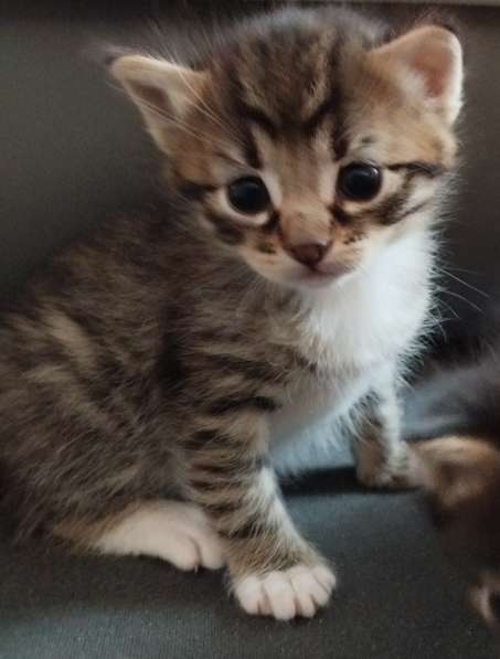 Котятам скоро месяц. Продам по 70 в фото 3
