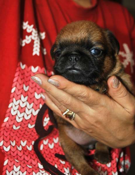 Малый брабансон рыжий мальчик в Москве