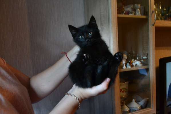 Маленькая охотница на игрушки в Санкт-Петербурге