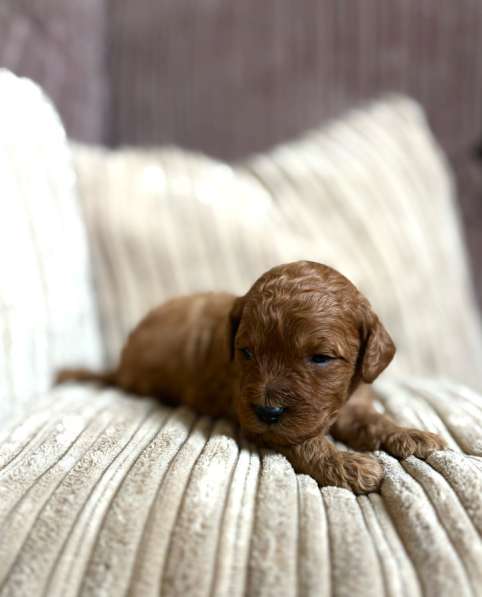 Щенки той-пуделя в Москве фото 5