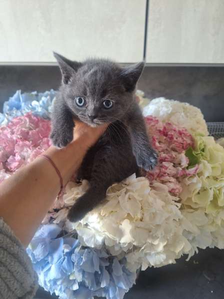 Шотландские вислоухие котята в фото 3